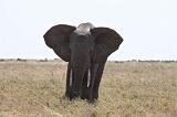 TANZANIA - Serengeti National Park - Elephant - 3